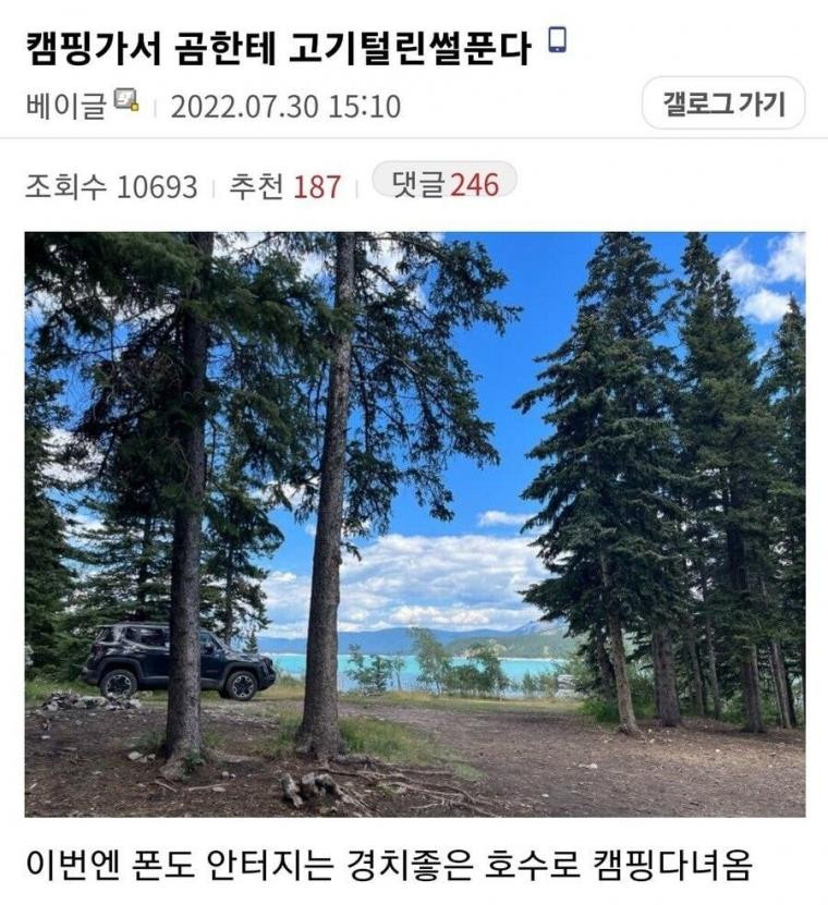 캠핑가서 흑곰한테 삥뜯긴 디씨인