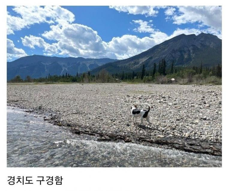 캠핑가서 흑곰한테 삥뜯긴 디씨인