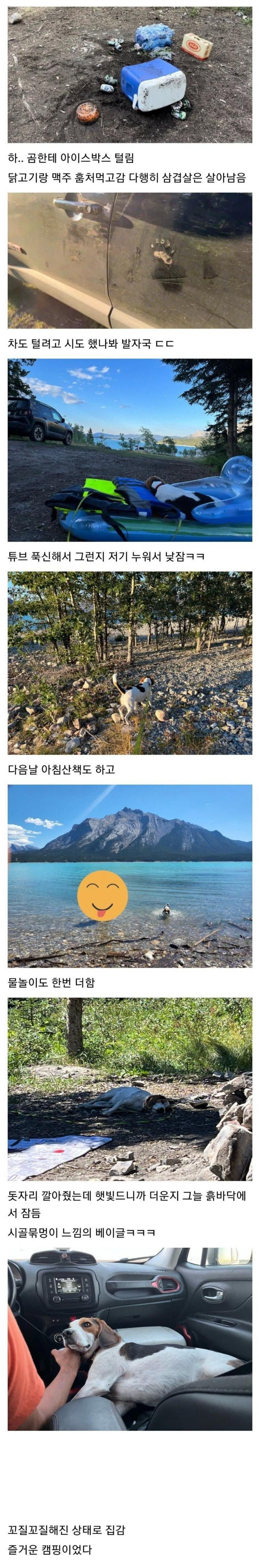 캠핑가서 흑곰한테 삥뜯긴 디씨인