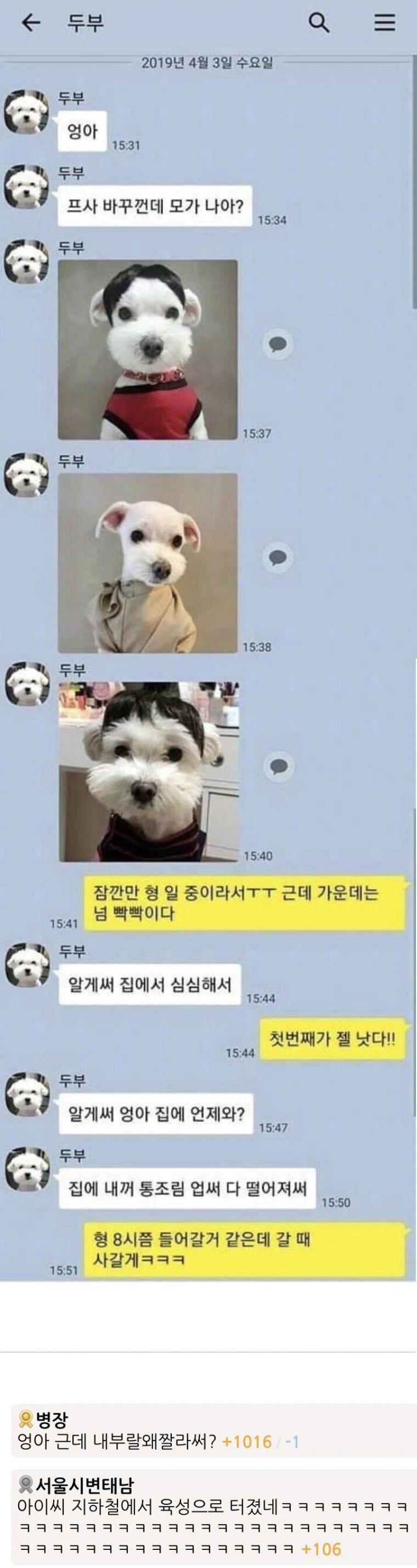 강아지와 만약에 카톡을 하게 된다면?