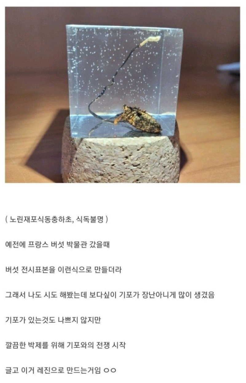 흔한 디씨 버섯갤러의 취미