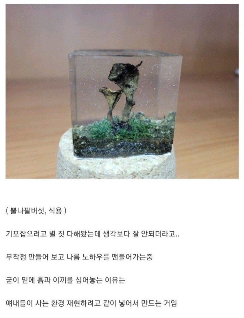 흔한 디씨 버섯갤러의 취미