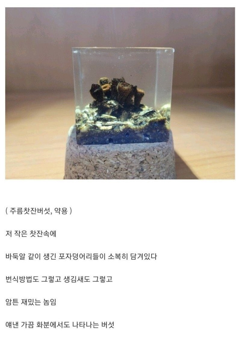 흔한 디씨 버섯갤러의 취미