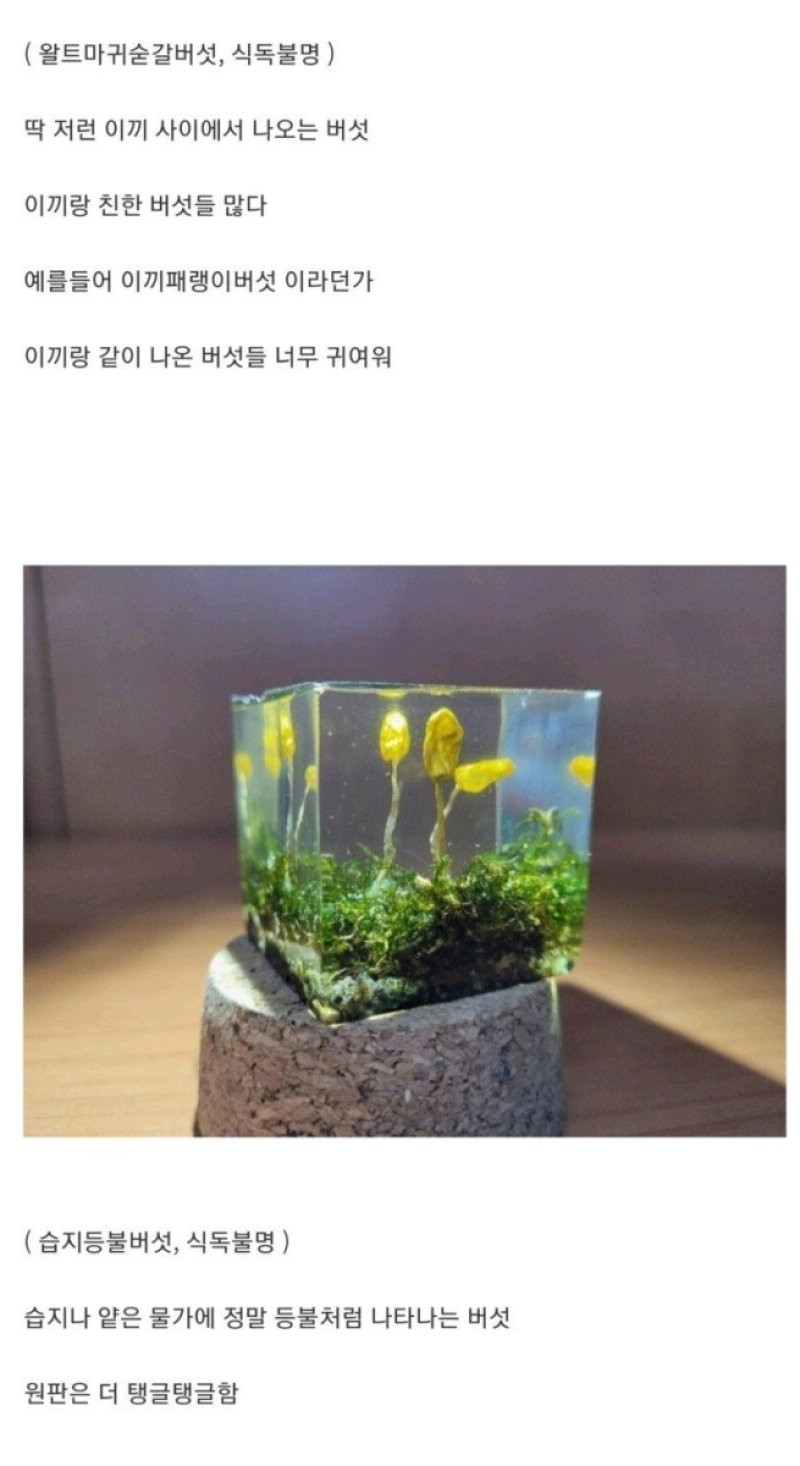 흔한 디씨 버섯갤러의 취미