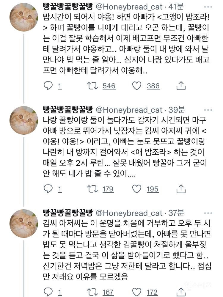 고양이 코딩 잘못한 집사