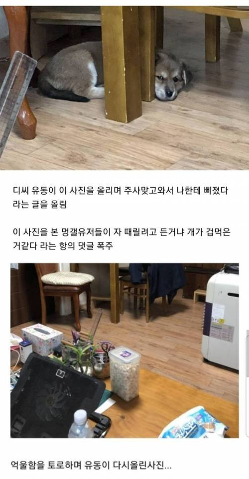 강아지 학대논란 디씨인