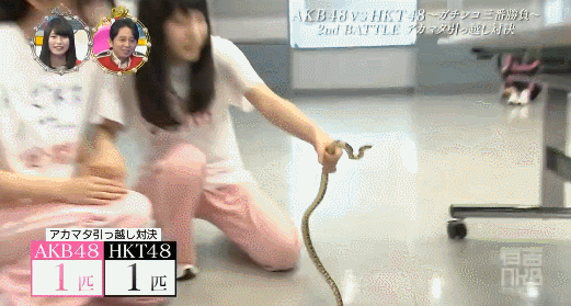 [로켓펀치] 일본 예능에서 뱀에 물린 썰 푸는 쥬리